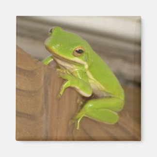 TreeFrog1 Magnet