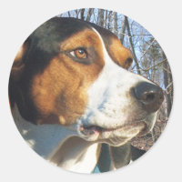 Treeing Walker Coonhound In Woods