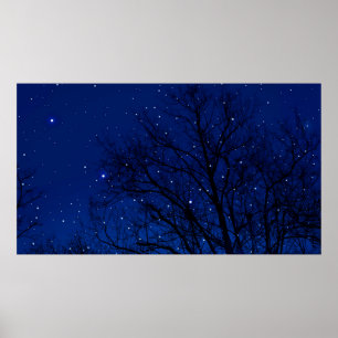 Trees against starry sky background. Trees at nigh Poster