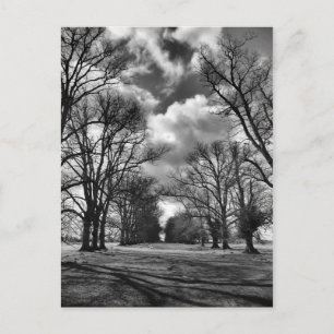 Trees and Clouds Postcard