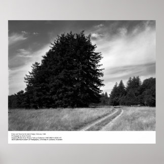 Trees and Road, February 1966, Ansel Adams Poster