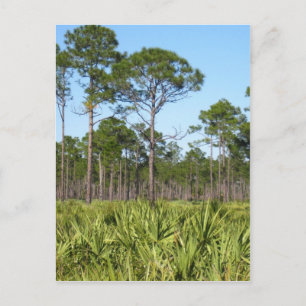 Trees and Saw Palmettos Postcard
