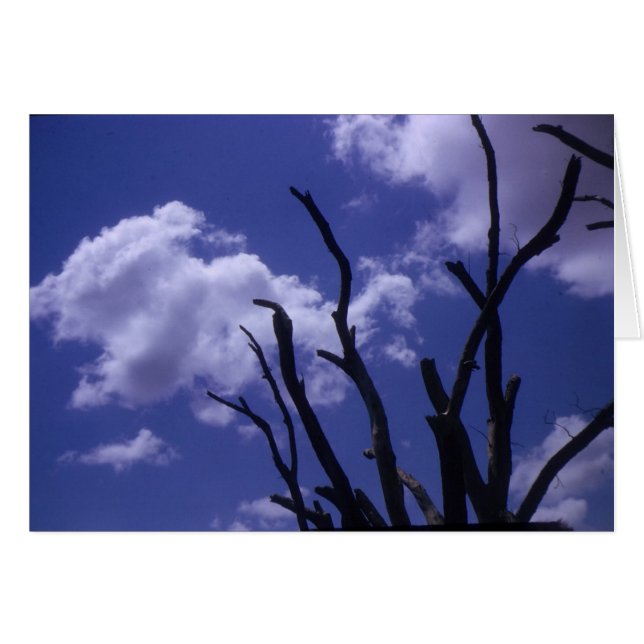 Trees and sky (Front Horizontal)