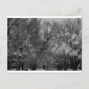 "trees and snow" by Coressel Productions Postcard