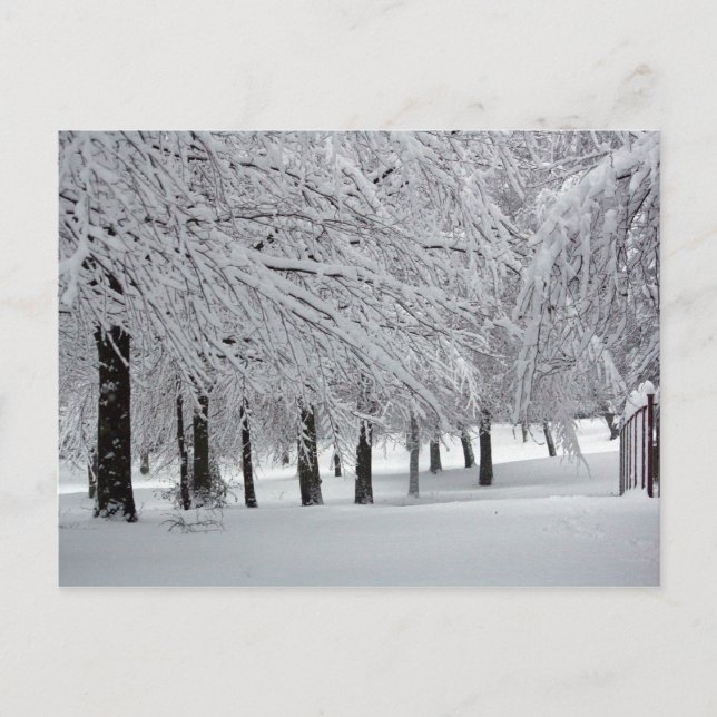 trees and snow postcard (Front)
