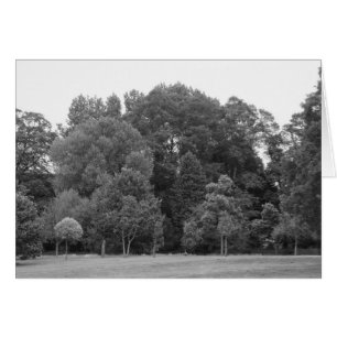 Trees at Bute Park, Cardiff - BW