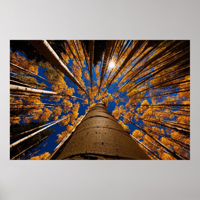 Trees at Flagstaff, Arizona (San Francisco Peaks) Poster (Front)