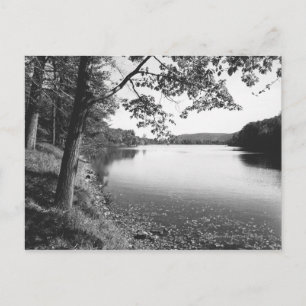 Trees by river B&W Postcard