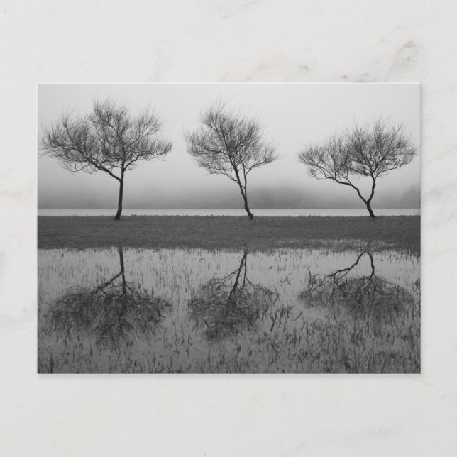 Trees by the lake postcard (Front)