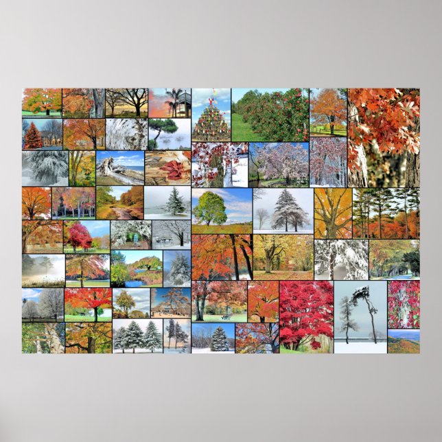 Trees collage poster 36 x 24 (Front)