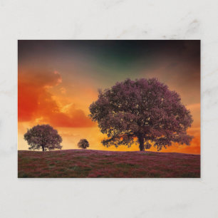 Trees colourful sky beautiful nature scenery postcard