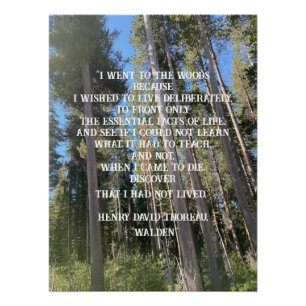 Trees Forest Woods Thoreau  Poster