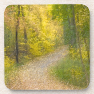 Trees in Autumn Colours and Leaf-Covered Pathway Coaster