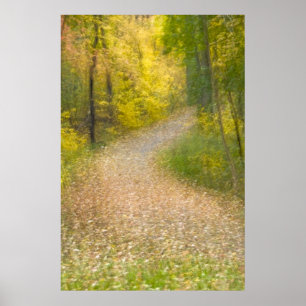 Trees in Autumn Colours and Leaf-Covered Pathway Poster