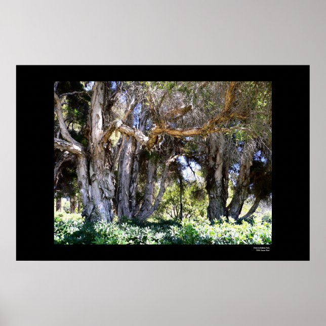 Trees in Balboa Park Poster (Front)