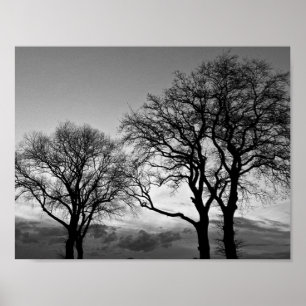 Trees in Black and White Poster
