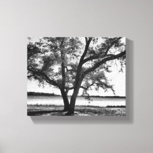 Trees in black and white Stretched Canvas Print