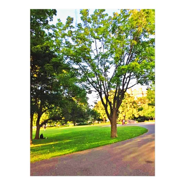 Trees In Ottawa Park. Buy Now Photo Print (Front)