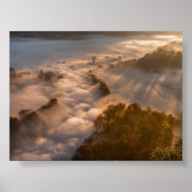 Trees in the morning mist poster (Front)