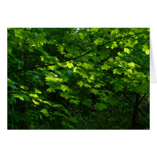 Trees in the Spring. Bute Park, Cardiff. Wales