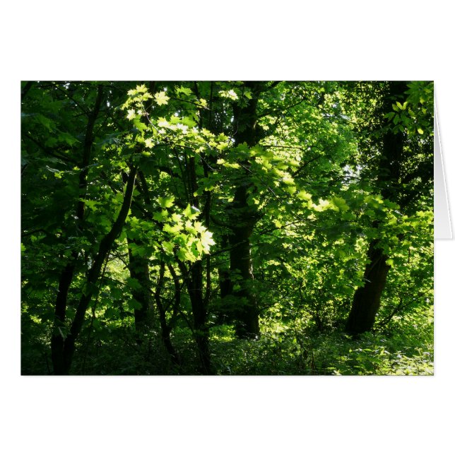 Trees in the Spring. Bute Park, Cardiff. Wales (Front Horizontal)