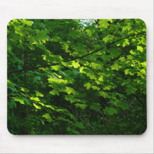 Trees in the Spring. Bute Park, Cardiff. Wales Mouse Pad