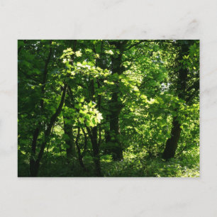 Trees in the Spring. Bute Park, Cardiff. Wales Postcard