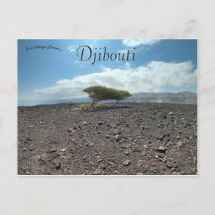 Trees in the Wilderness in Djibouti Postcard