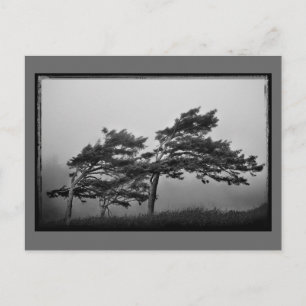 trees in the wind postcard