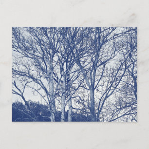 Trees in Winter - Cyanotype Effect Postcard