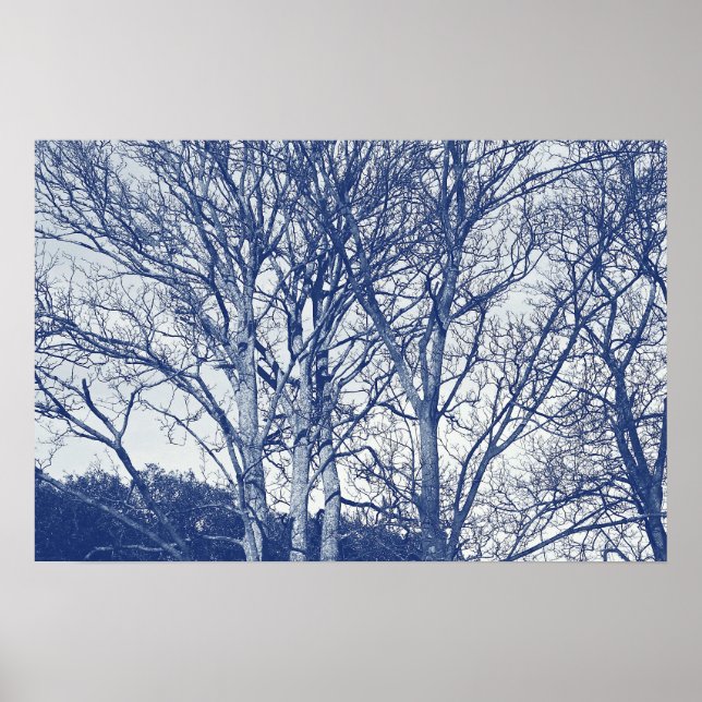 Trees in Winter - Cyanotype Effect Poster (Front)