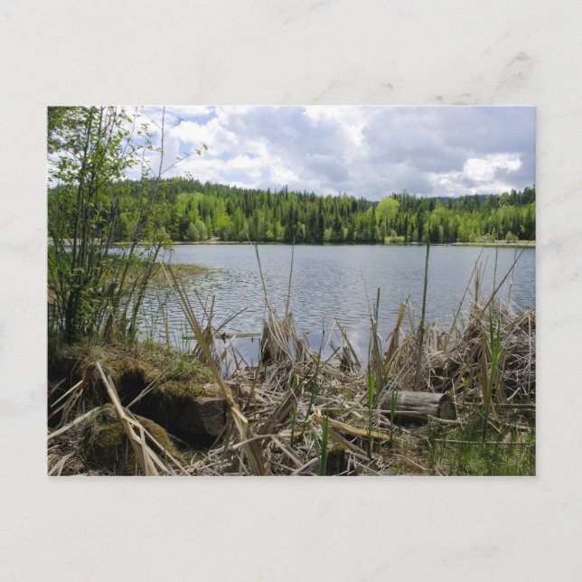 Trees Lake and Sky  Marshall Lake Boundary B.C. Postcard (Front)