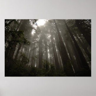 Trees of Mystery Poster