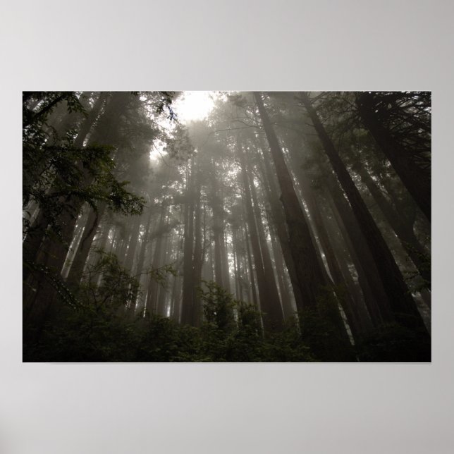 Trees of Mystery Poster (Front)