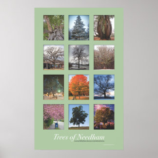 Trees of Needham 20"x32" Poster