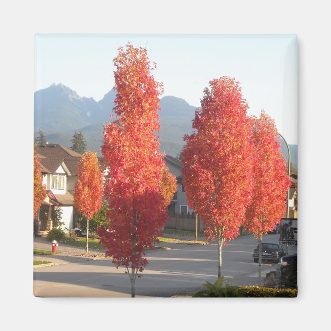 Trees of Orange in Autumn Magnet (Front)