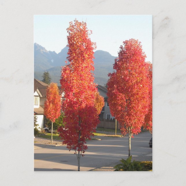 Trees of Orange in Autumn Postcard (Front)