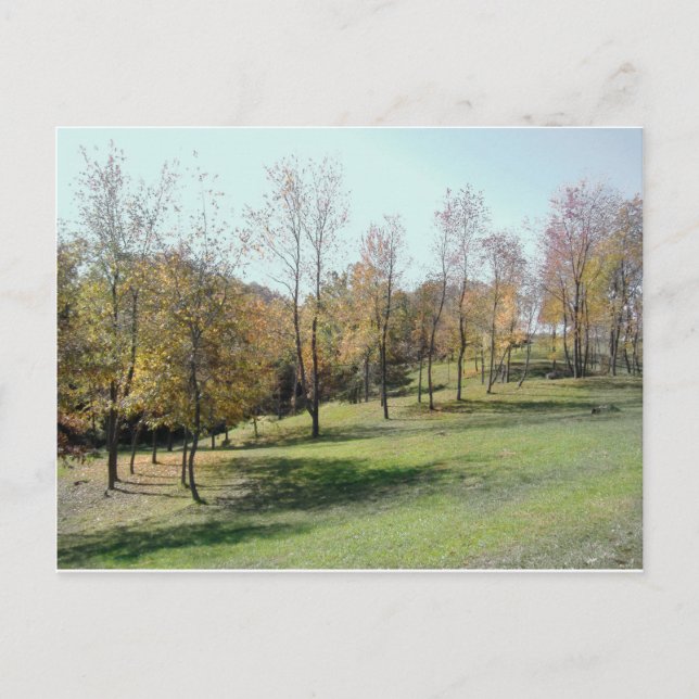 Trees On Slope 2004 Photo Post Card (Front)