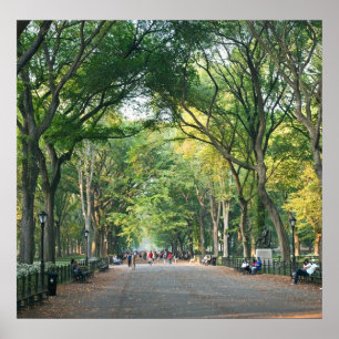 Trees on the Mall Poster
