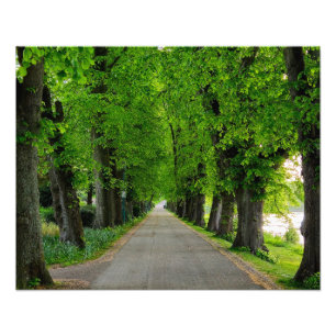 Trees  photo print
