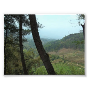 Trees Photo Print