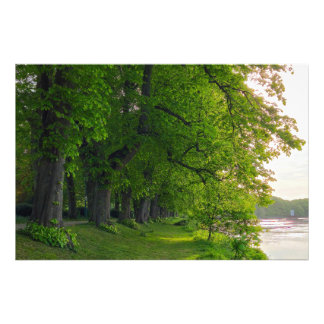 Trees photo print