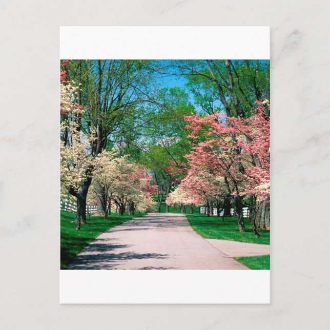 Trees Pink White Dogwood Lexington Kentucky Postcard (Front)