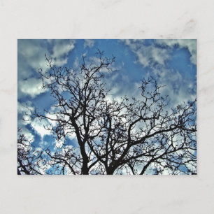 trees post card