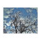 trees post card
