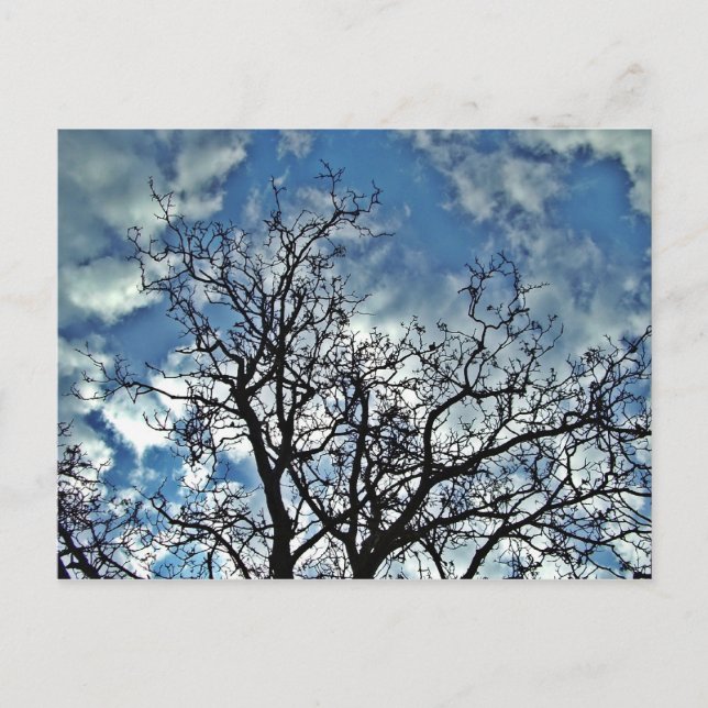 trees post card (Front)
