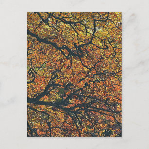 TREES POSTCARD