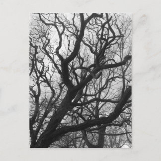 Trees Postcard