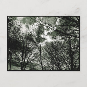 Trees Postcard