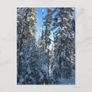 Trees Postcard